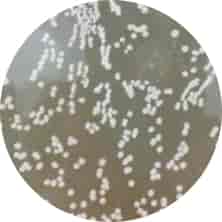 ET12567 (pUZ8002) Escherichia coli Strains - Click Image to Close